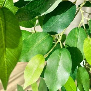 Alternative view of Artificial Grove Ficus Plant - 5 Feet (Without pot)